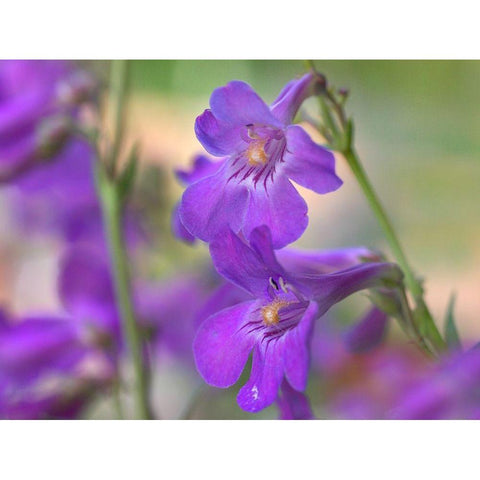 Sidebells Penstemon I White Modern Wood Framed Art Print by Fitzharris, Tim