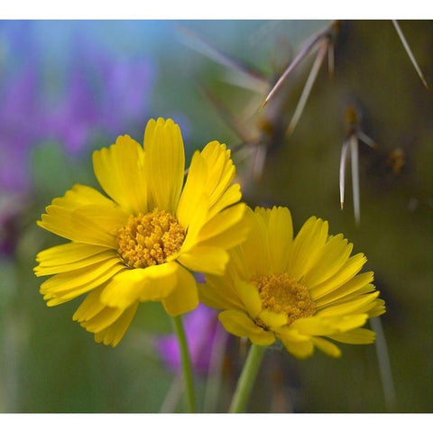 Desert Marigolds I Black Modern Wood Framed Art Print with Double Matting by Fitzharris, Tim