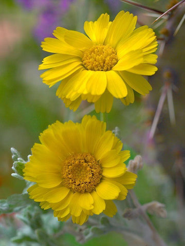 Desert Marigolds II White Modern Wood Framed Art Print with Double Matting by Fitzharris, Tim