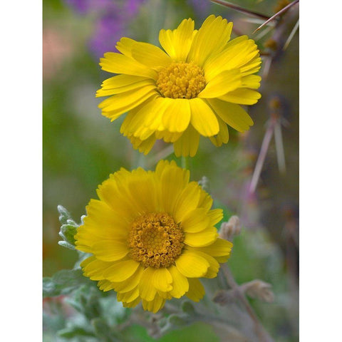 Desert Marigolds II Gold Ornate Wood Framed Art Print with Double Matting by Fitzharris, Tim