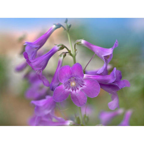 Sidebells Penstemon II White Modern Wood Framed Art Print by Fitzharris, Tim