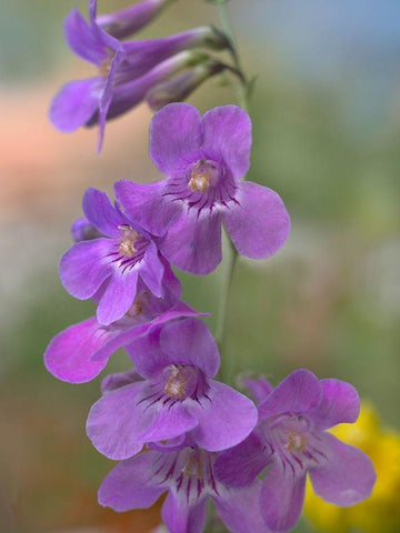 Sidebells Penstemon III White Modern Wood Framed Art Print with Double Matting by Fitzharris, Tim