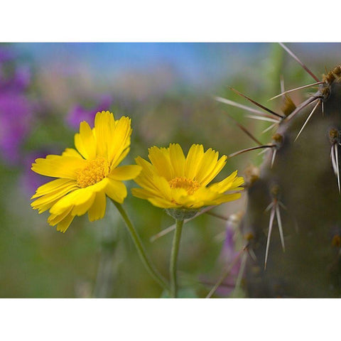 Desert Marigold III Gold Ornate Wood Framed Art Print with Double Matting by Fitzharris, Tim