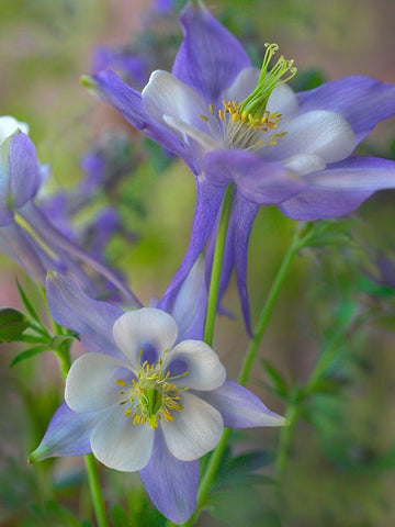 Rocky Mountain Columbine I White Modern Wood Framed Art Print with Double Matting by Fitzharris, Tim