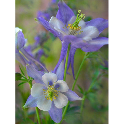 Rocky Mountain Columbine I Black Modern Wood Framed Art Print with Double Matting by Fitzharris, Tim