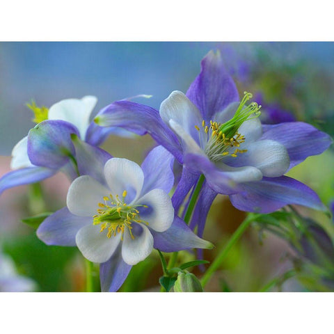 Rocky Mountain Columbine II White Modern Wood Framed Art Print by Fitzharris, Tim