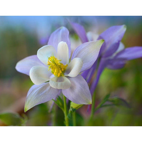 Rocky Mountain Columbine III Gold Ornate Wood Framed Art Print with Double Matting by Fitzharris, Tim