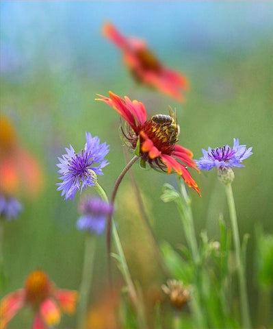 Gaillardia and Bachelors Buttons I White Modern Wood Framed Art Print with Double Matting by Fitzharris, Tim