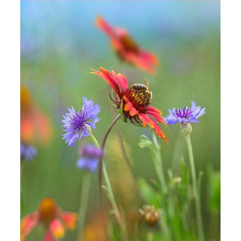 Gaillardia and Bachelors Buttons I White Modern Wood Framed Art Print by Fitzharris, Tim