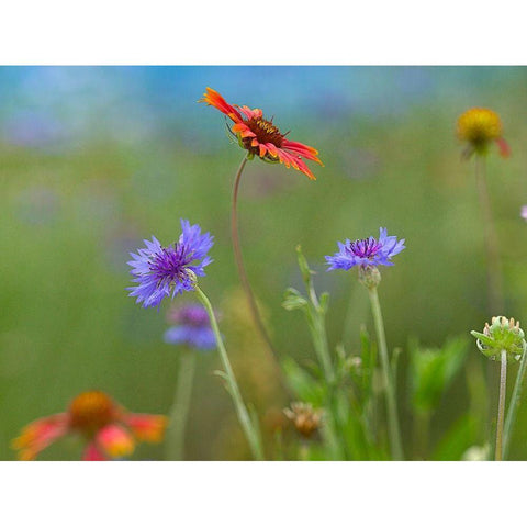 Gaillardia and Bachelors Buttons II Black Modern Wood Framed Art Print by Fitzharris, Tim