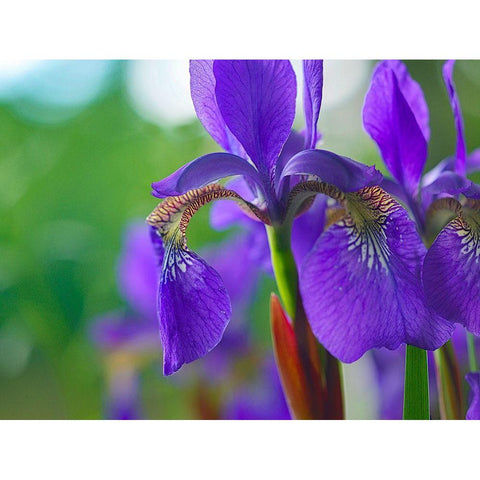 Blue Flag Iris Gold Ornate Wood Framed Art Print with Double Matting by Fitzharris, Tim