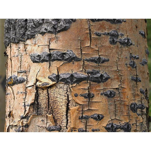 Aspen Bark I White Modern Wood Framed Art Print by Fitzharris, Tim