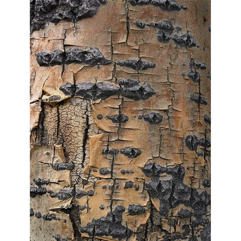 Aspen Bark II Black Modern Wood Framed Art Print with Double Matting by Fitzharris, Tim