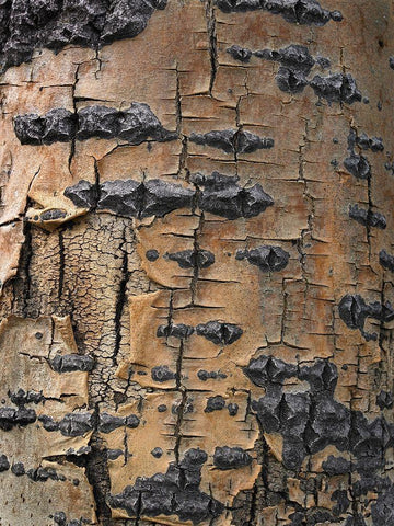 Aspen Bark II Black Ornate Wood Framed Art Print with Double Matting by Fitzharris, Tim