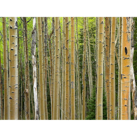 Aspen Grove I White Modern Wood Framed Art Print by Fitzharris, Tim