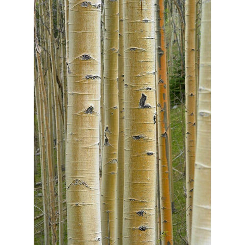 Aspen Grove II Black Modern Wood Framed Art Print with Double Matting by Fitzharris, Tim