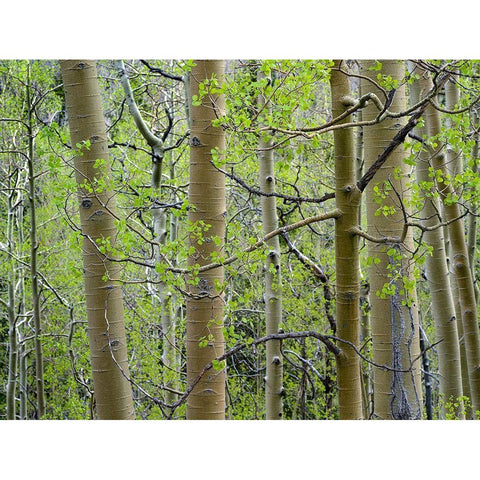 Aspen Grove III White Modern Wood Framed Art Print by Fitzharris, Tim