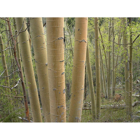 Aspen Grove IV Black Modern Wood Framed Art Print with Double Matting by Fitzharris, Tim