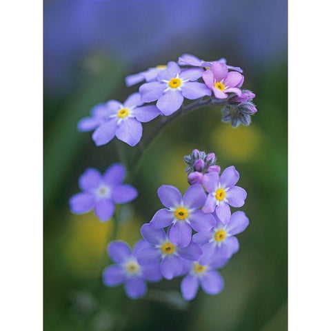 Forget me nots Black Modern Wood Framed Art Print with Double Matting by Fitzharris, Tim