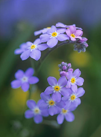 Forget me nots White Modern Wood Framed Art Print with Double Matting by Fitzharris, Tim