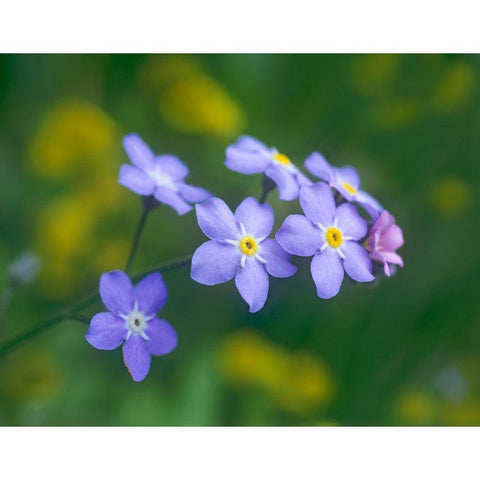 Forget me nots Black Modern Wood Framed Art Print by Fitzharris, Tim