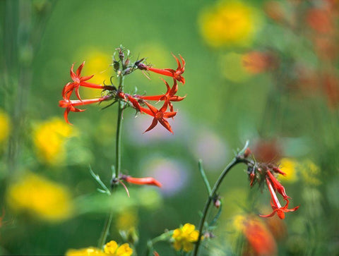 Scarlet Gilia White Modern Wood Framed Art Print with Double Matting by Fitzharris, Tim