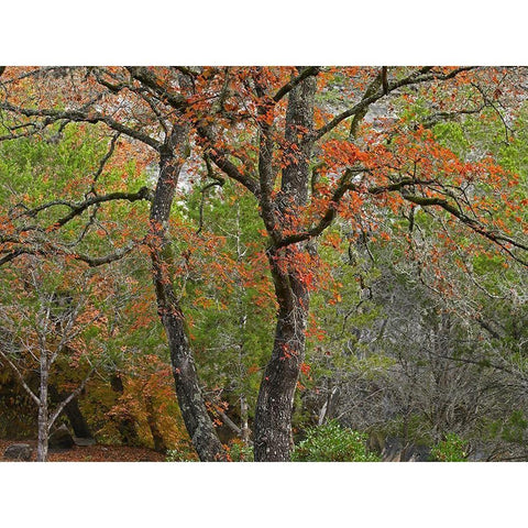 Lost Maples State Park-Texas Gold Ornate Wood Framed Art Print with Double Matting by Fitzharris, Tim