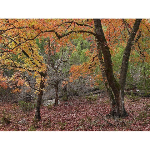 Uvalde Bigtooth Maples Black Modern Wood Framed Art Print with Double Matting by Fitzharris, Tim