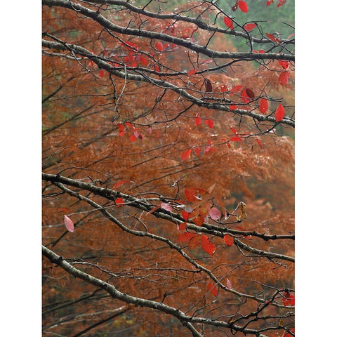 Blackgum in autumn near Milwood Lake Arkansas Gold Ornate Wood Framed Art Print with Double Matting by Fitzharris, Tim