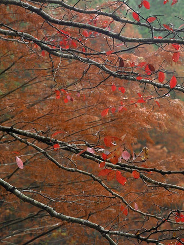 Blackgum in autumn near Milwood Lake Arkansas Black Ornate Wood Framed Art Print with Double Matting by Fitzharris, Tim