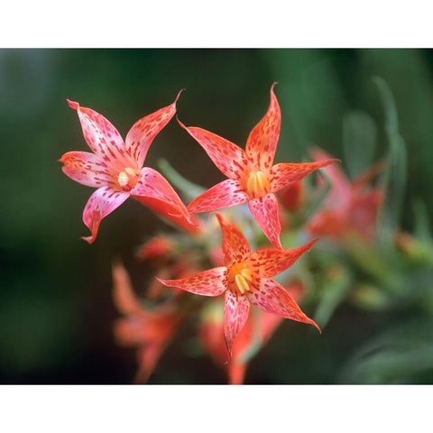 Scarlet Gilia Black Modern Wood Framed Art Print with Double Matting by Fitzharris, Tim