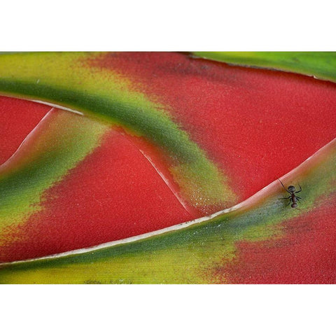 Ant on Heleconia II Black Modern Wood Framed Art Print with Double Matting by Fitzharris, Tim