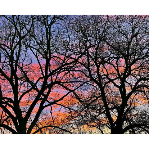 Cottonwood Tree at Sunset Gold Ornate Wood Framed Art Print with Double Matting by Fitzharris, Tim