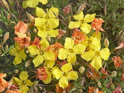 Yellow Evening Primrose Black Ornate Wood Framed Art Print with Double Matting by Fitzharris, Tim