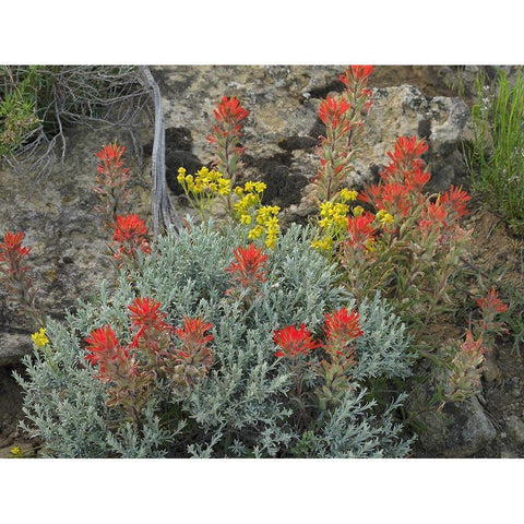 Indian Paintbrush I White Modern Wood Framed Art Print by Fitzharris, Tim