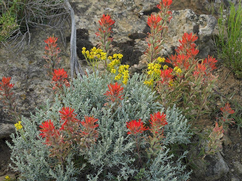 Indian Paintbrush I Black Ornate Wood Framed Art Print with Double Matting by Fitzharris, Tim