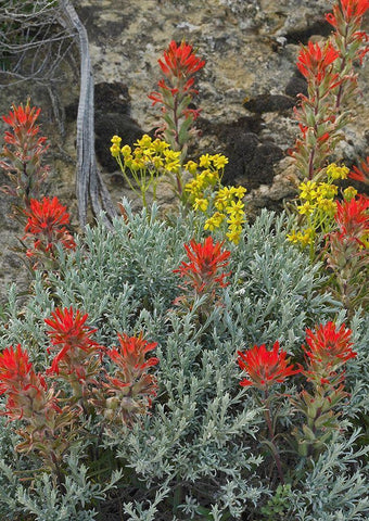 Indian Paintbrush II White Modern Wood Framed Art Print with Double Matting by Fitzharris, Tim