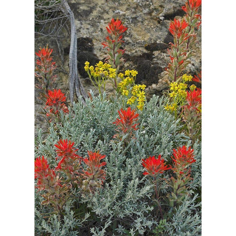 Indian Paintbrush II Gold Ornate Wood Framed Art Print with Double Matting by Fitzharris, Tim