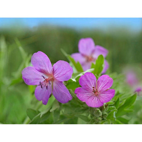 Sticky Geraniums Black Modern Wood Framed Art Print with Double Matting by Fitzharris, Tim