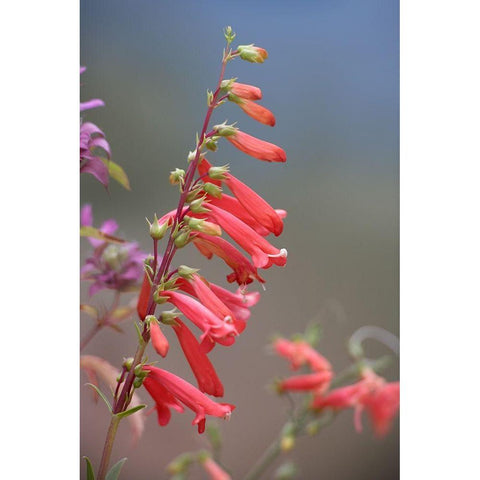 Firecracker Penstemon Gold Ornate Wood Framed Art Print with Double Matting by Fitzharris, Tim