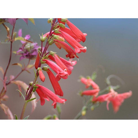 Firecracker Penstemon Black Modern Wood Framed Art Print with Double Matting by Fitzharris, Tim