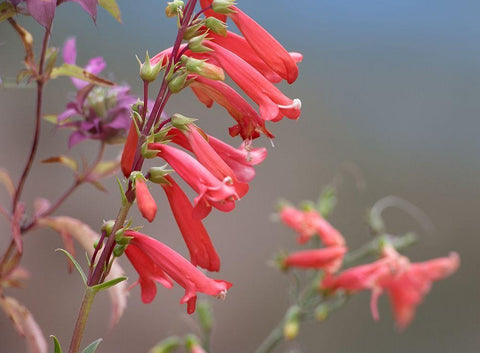 Firecracker Penstemon Black Ornate Wood Framed Art Print with Double Matting by Fitzharris, Tim