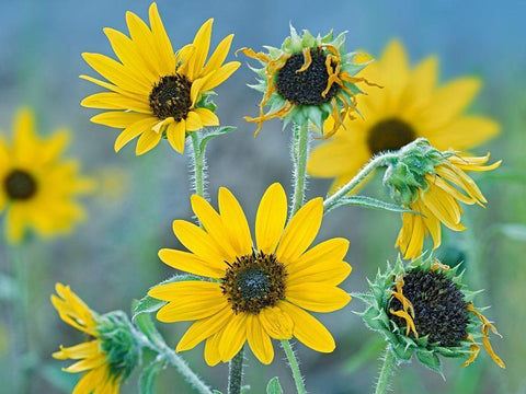 Priarie Sunflowers I Black Ornate Wood Framed Art Print with Double Matting by Fitzharris, Tim