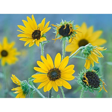 Priarie Sunflowers I White Modern Wood Framed Art Print by Fitzharris, Tim