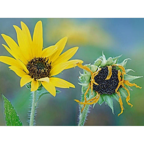 Priarie Sunflowers II Black Modern Wood Framed Art Print with Double Matting by Fitzharris, Tim