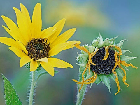 Priarie Sunflowers II Black Ornate Wood Framed Art Print with Double Matting by Fitzharris, Tim