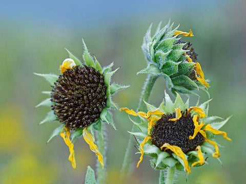 Prairie Sunflowers III  Black Ornate Wood Framed Art Print with Double Matting by Fitzharris, Tim