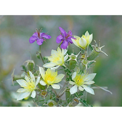 Adonis Blazingstar and wild geranium Black Modern Wood Framed Art Print with Double Matting by Fitzharris, Tim