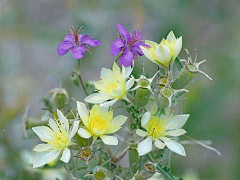 Adonis Blazingstar and wild geranium White Modern Wood Framed Art Print with Double Matting by Fitzharris, Tim