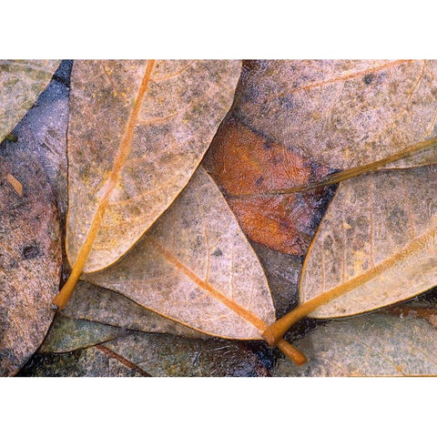 Frozen Willow Leaves White Modern Wood Framed Art Print by Fitzharris, Tim